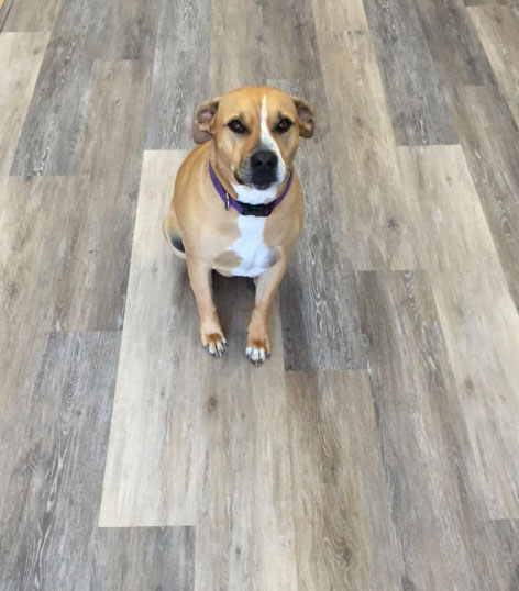 pet friendly hardwood flooring