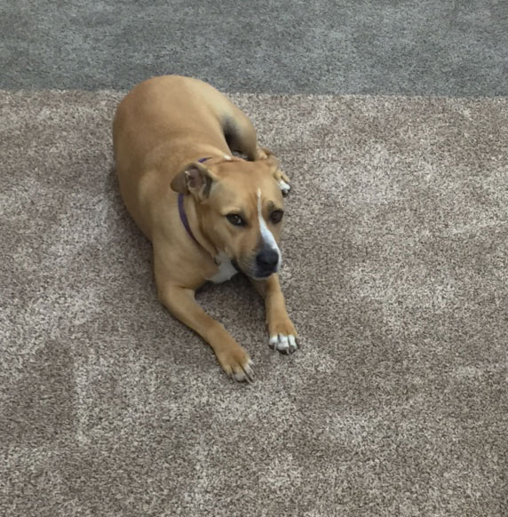 pet friendly carpet flooring